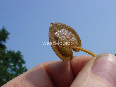 frogbit, American